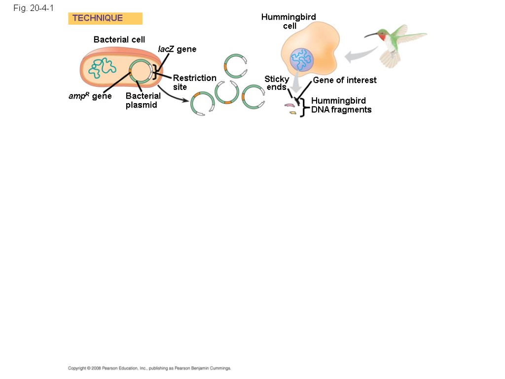 Fig. 20-4-1 Bacterial cell Bacterial plasmid lacZ gene Hummingbird cell Gene of interest Hummingbird